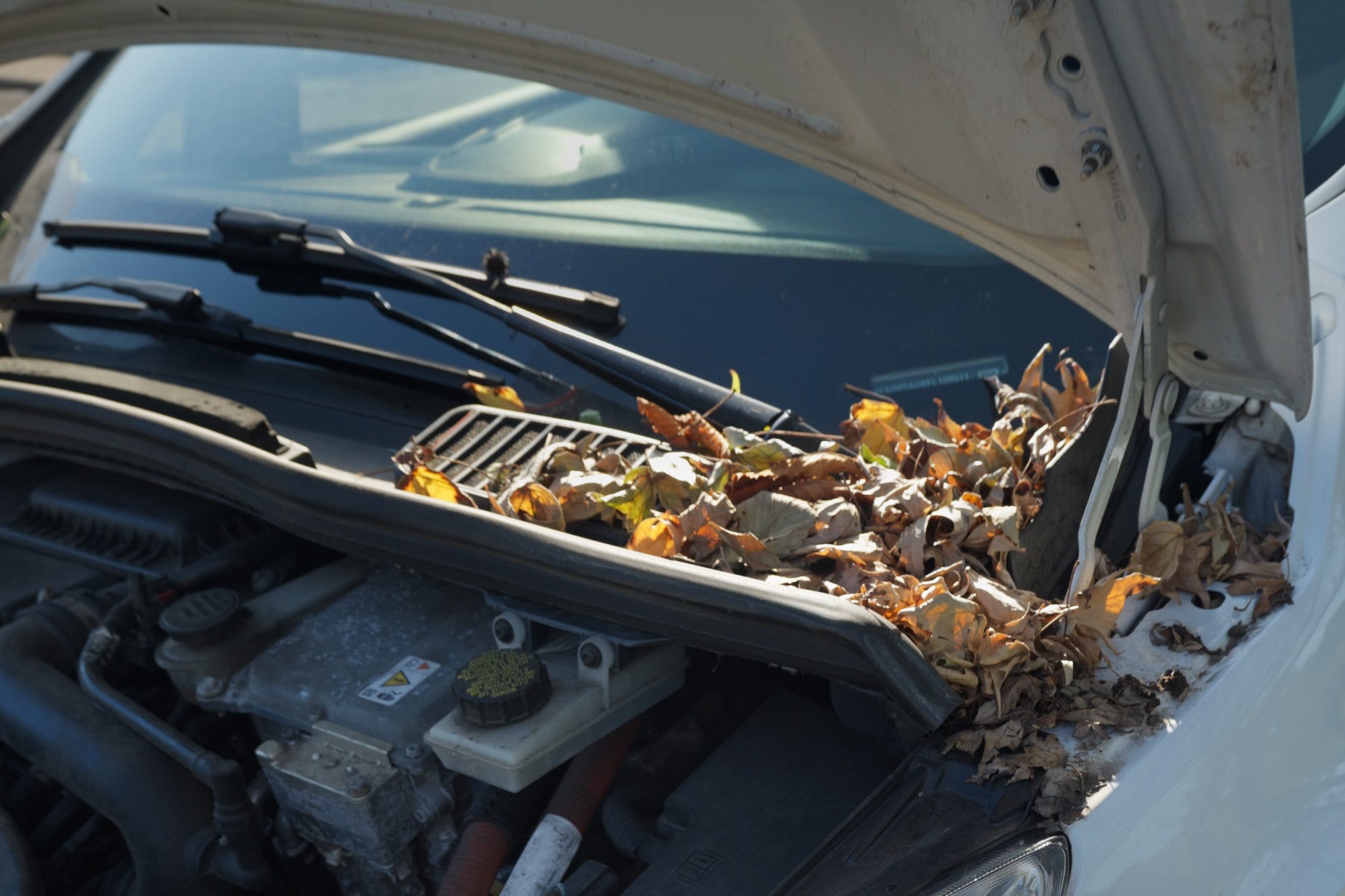 Why you should clear fallen leaves off your car
