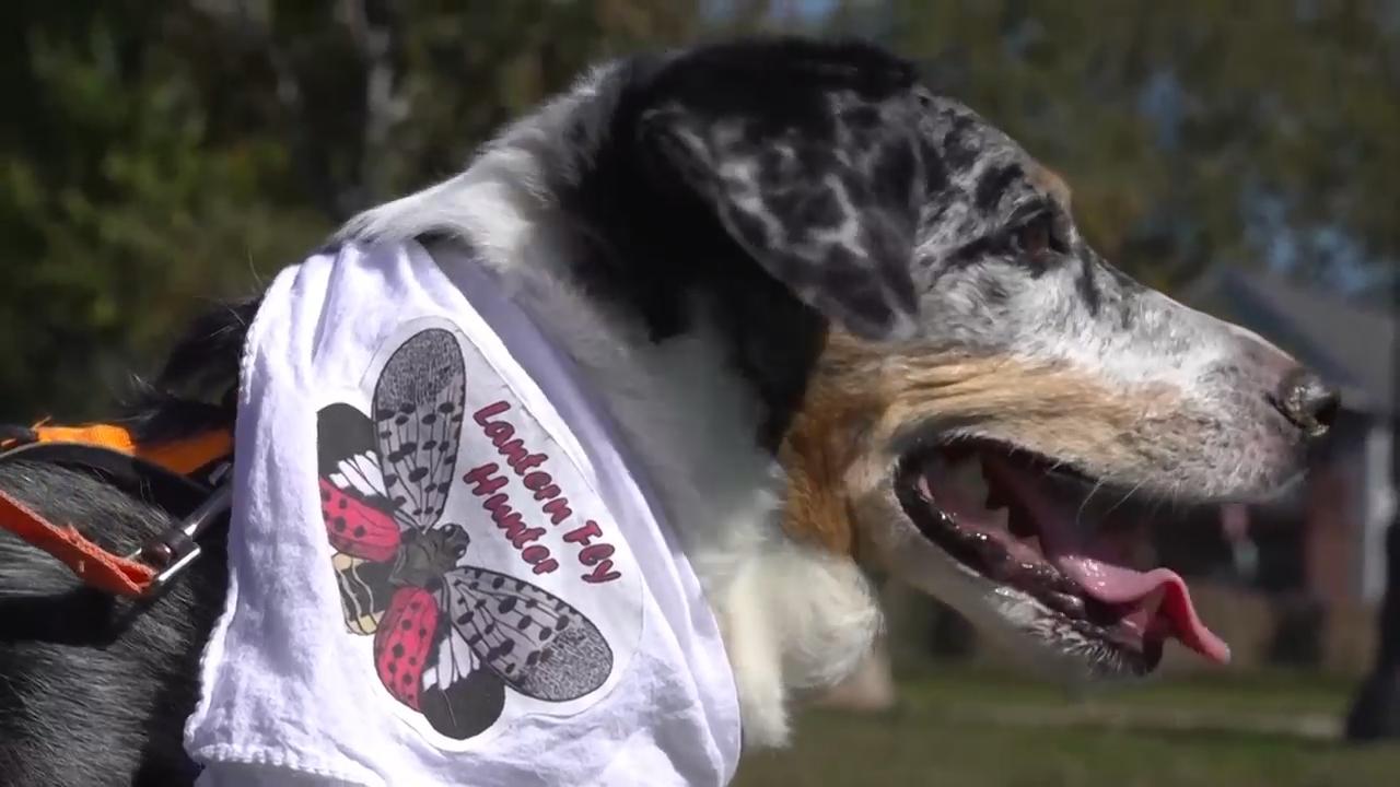 Four-legged investigators sniff out spotted lanternfly eggs to slow the ...