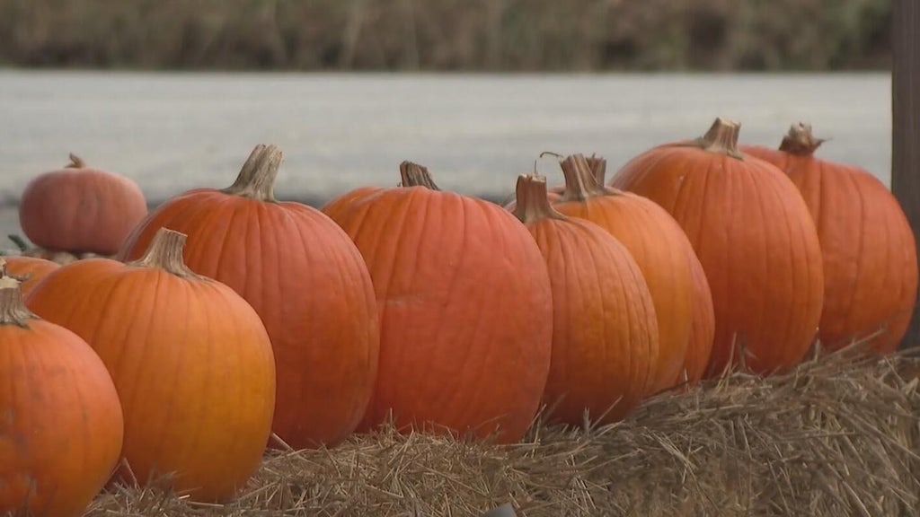 Pumpkin production down again at Yarnick's Farm after too much rain