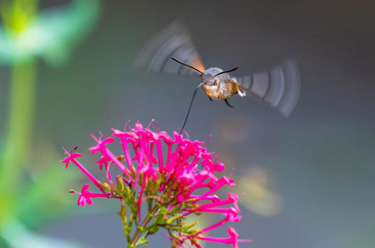 Split-second pictures capture a rare hummingbird hawk-moth in full flight
