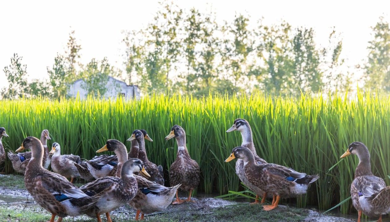 How one rice farm’s duck rescue is shaping the future of regenerative ...