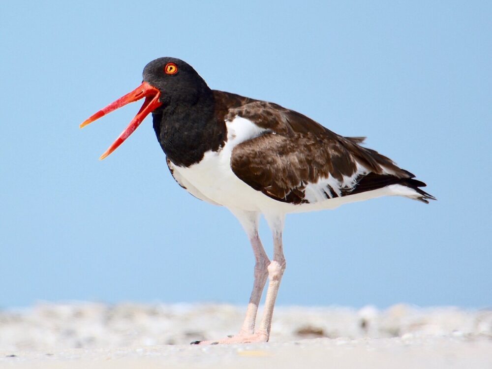 10 kid-friendly coastal trips for watching fall bird migration