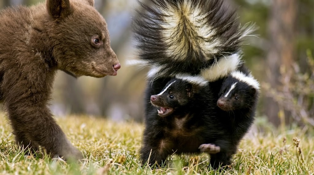 Watch what happens when a skunk decides to pull the trigger
