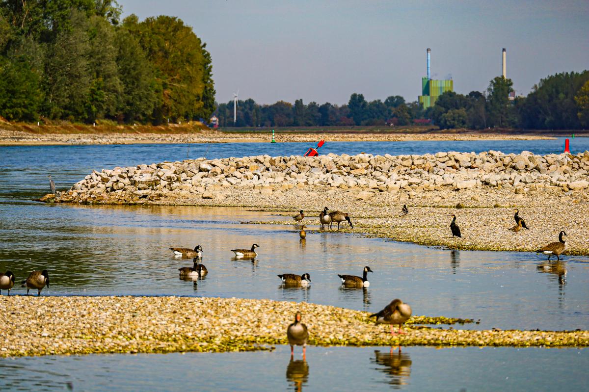 Rhein schrumpft auf historischen Tiefstand: bedrohte Arten und ...