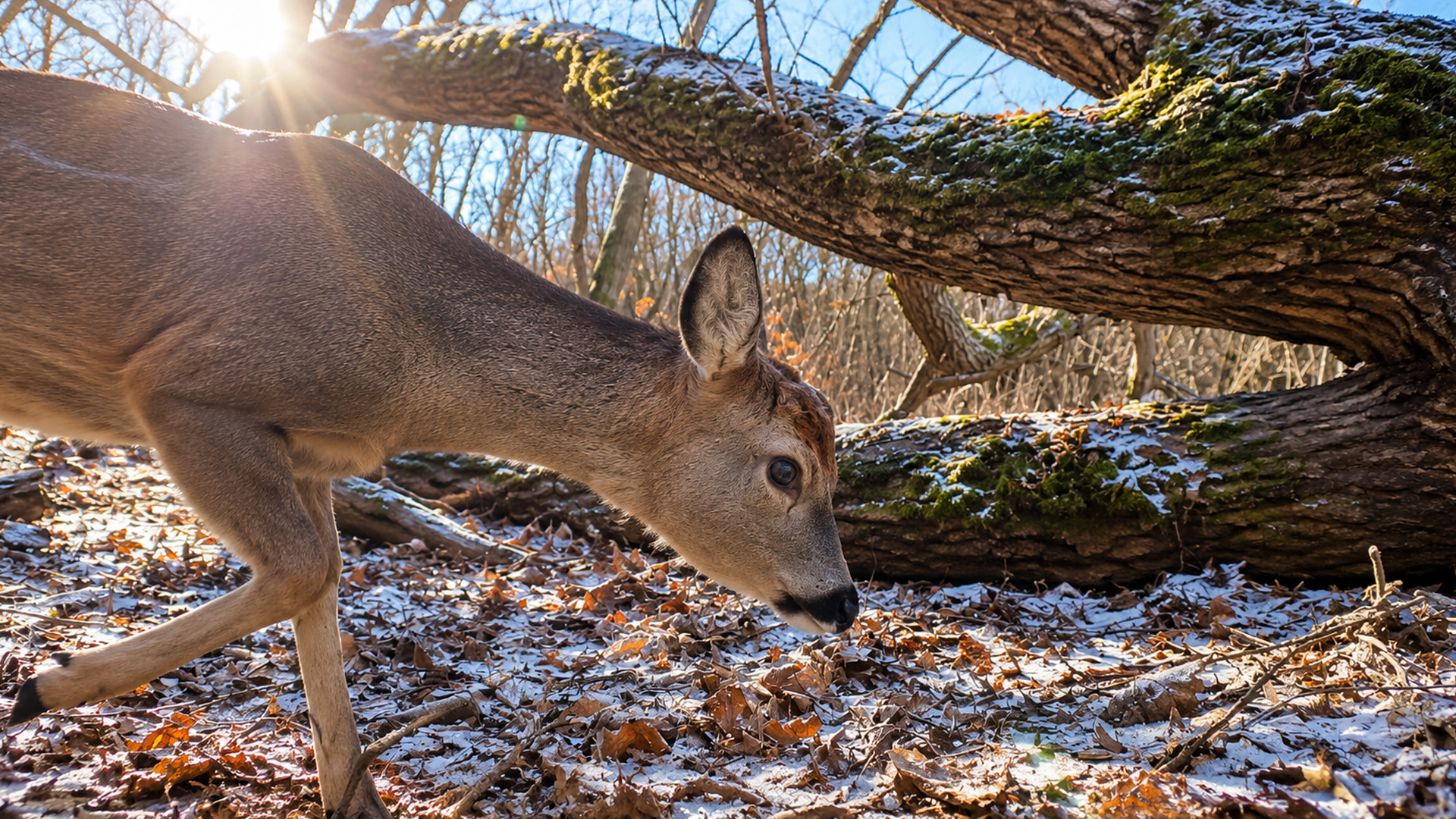 Fresh snow beneath this fallen tree revealed a deer passing close by