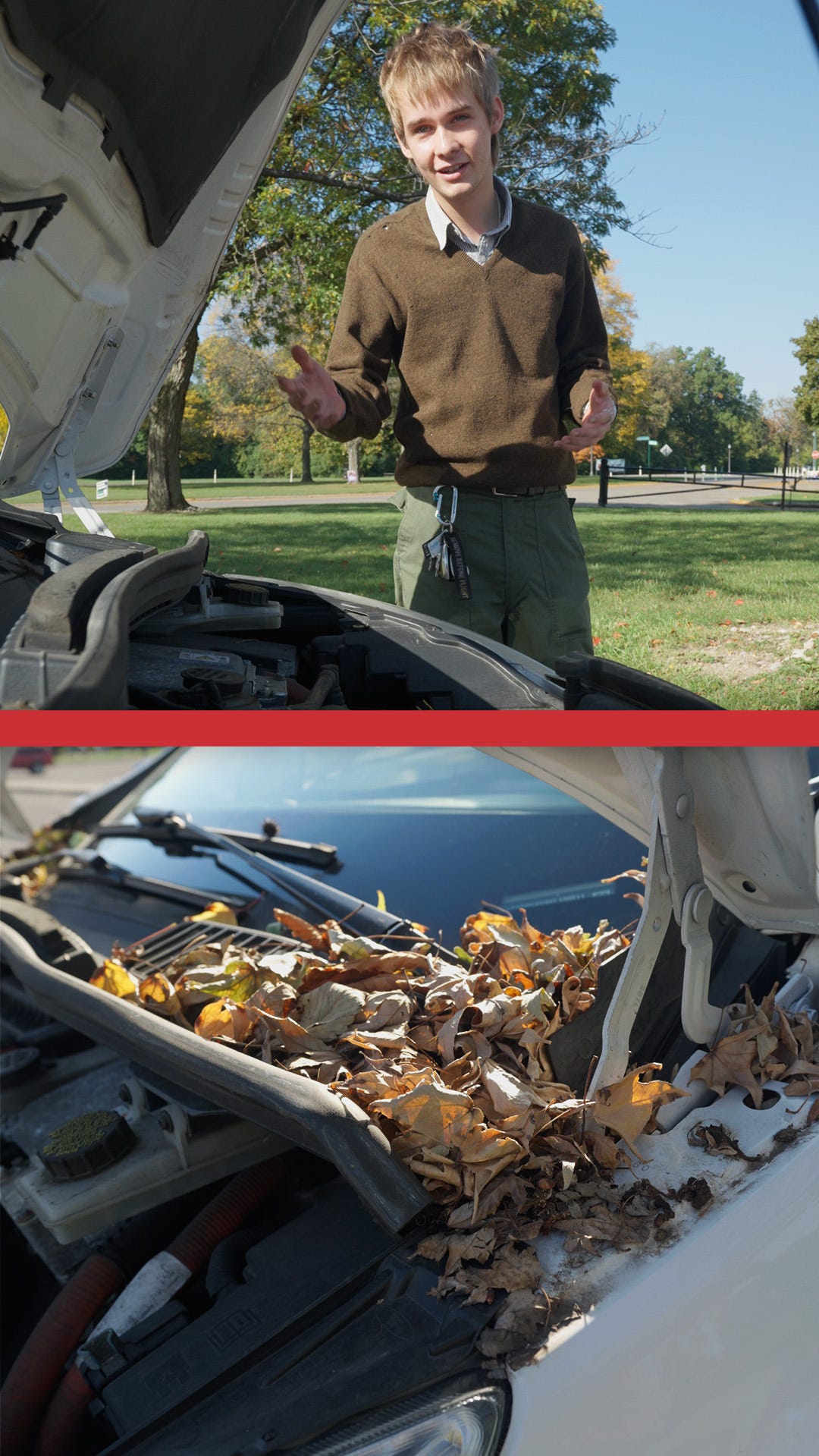 This is why you should clear fallen leaves off your car this fall