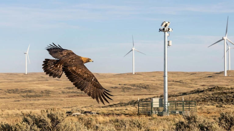 Debate on eagle-saving cameras: AI system likely cuts wind-farm deaths ...