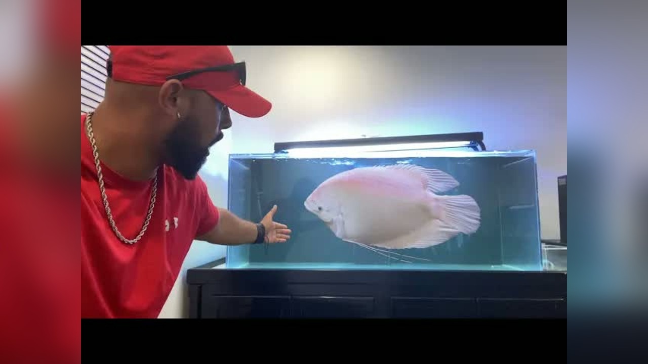 Alien fish jumps out of tank