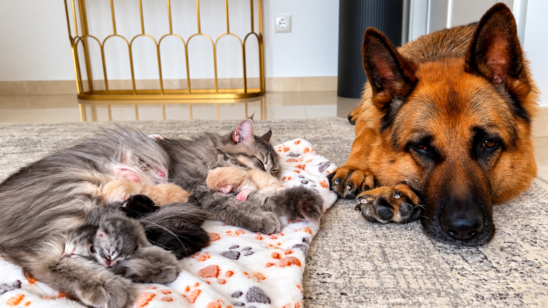 The mom cat trusts this German shepherd around her kittens