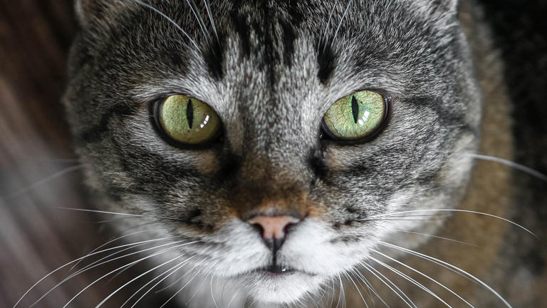 Cat owners: There's a parasite you've probably never heard of, and it's ...