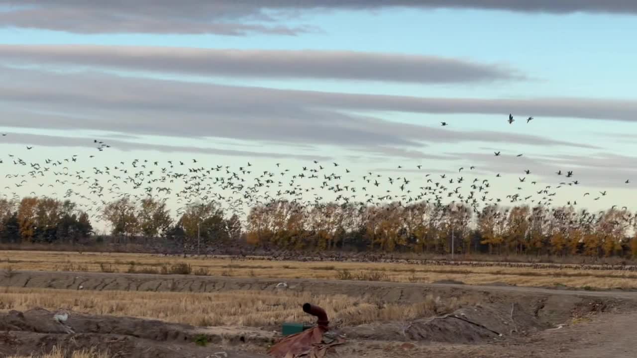 Migratory birds take flight together across an open field in ...