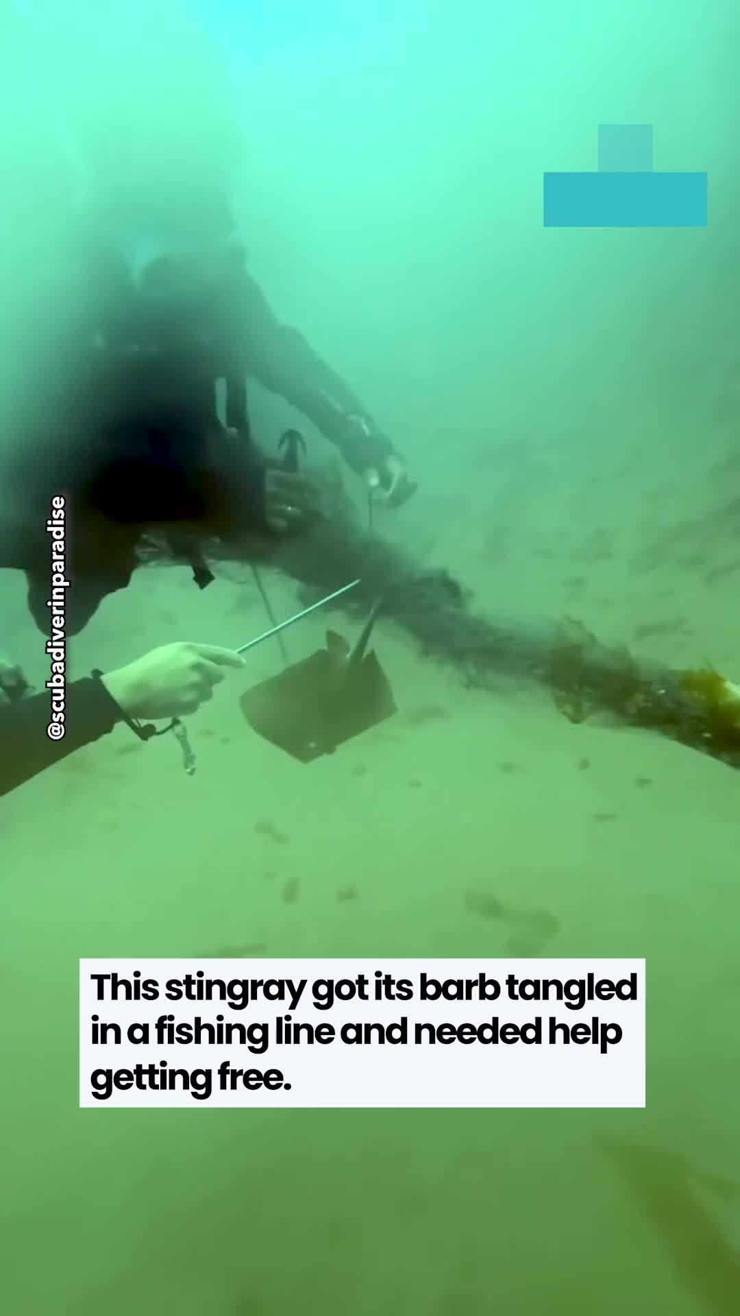 Divers discover stingray trapped by fishing line on ocean floor