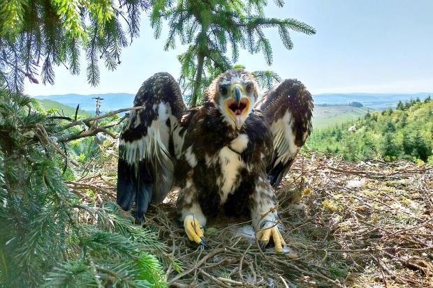 York-born James Bond star names fledgling bird of prey in nod to film ...