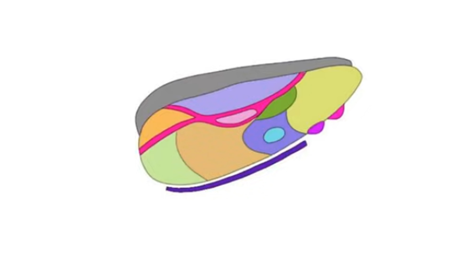 Understanding the brain’s thalamic relay station