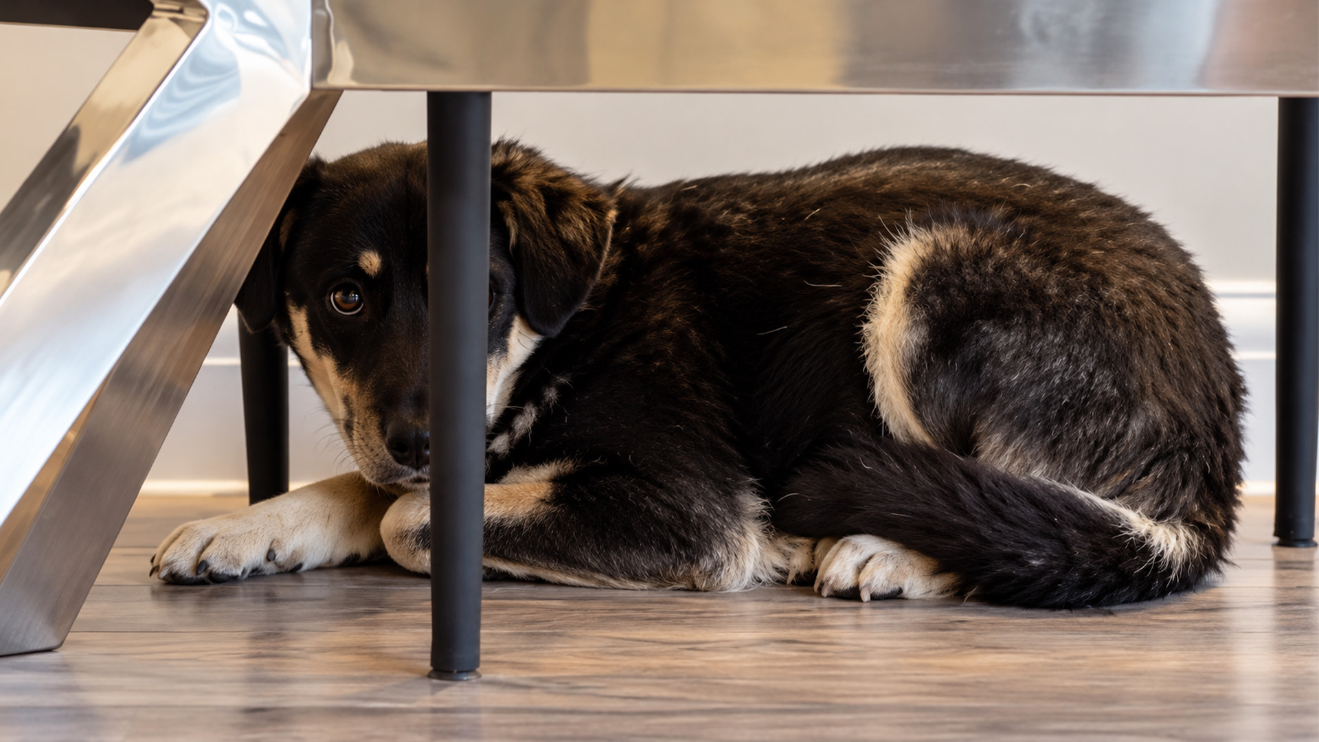A terrified rescue dog kept everyone at a distance