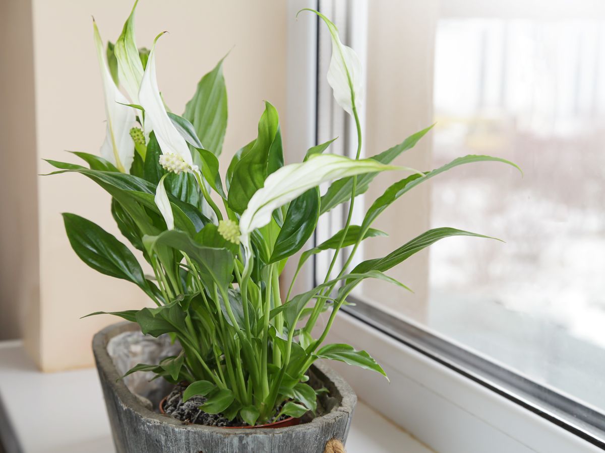 7 humidity-absorbing houseplants that reduce mould and condensation in ...
