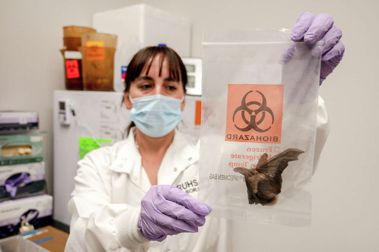 Rabies reports are rising in California. The reason why is a mystery