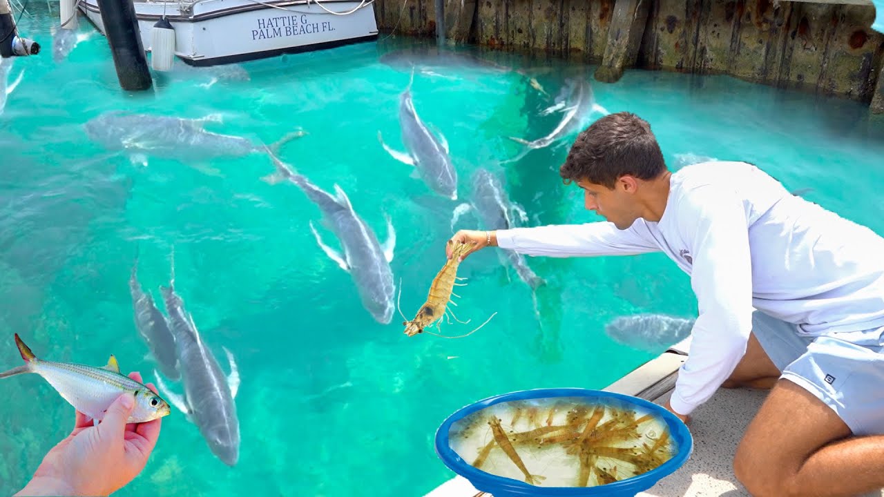 An epic feeding session with giant jack crevalle!