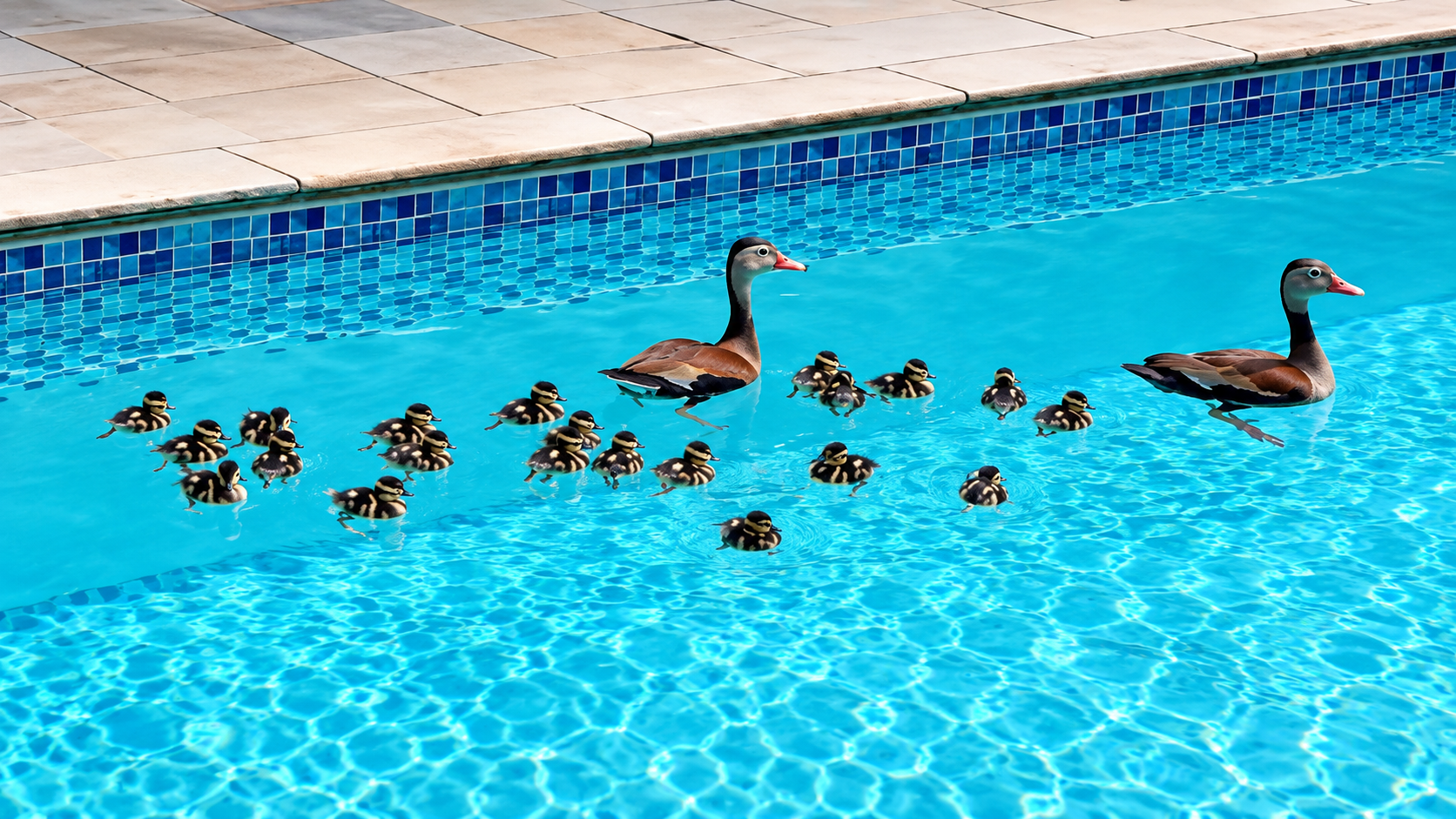 Mama duck brings her ducklings for an adorable pool swim