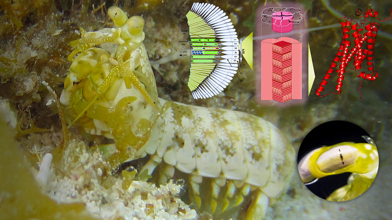 Red-sensitive pigments in mantis shrimp eyes act as reversible light ...
