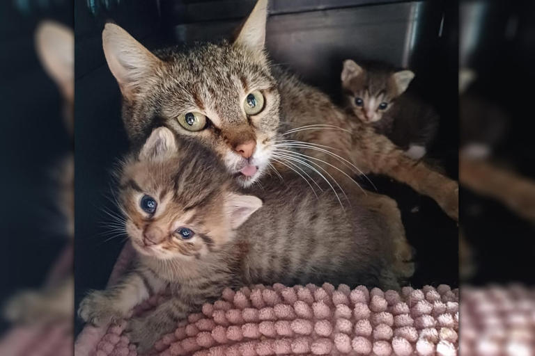 Initiative kämpft gegen Katzenleid in Sachsen: 