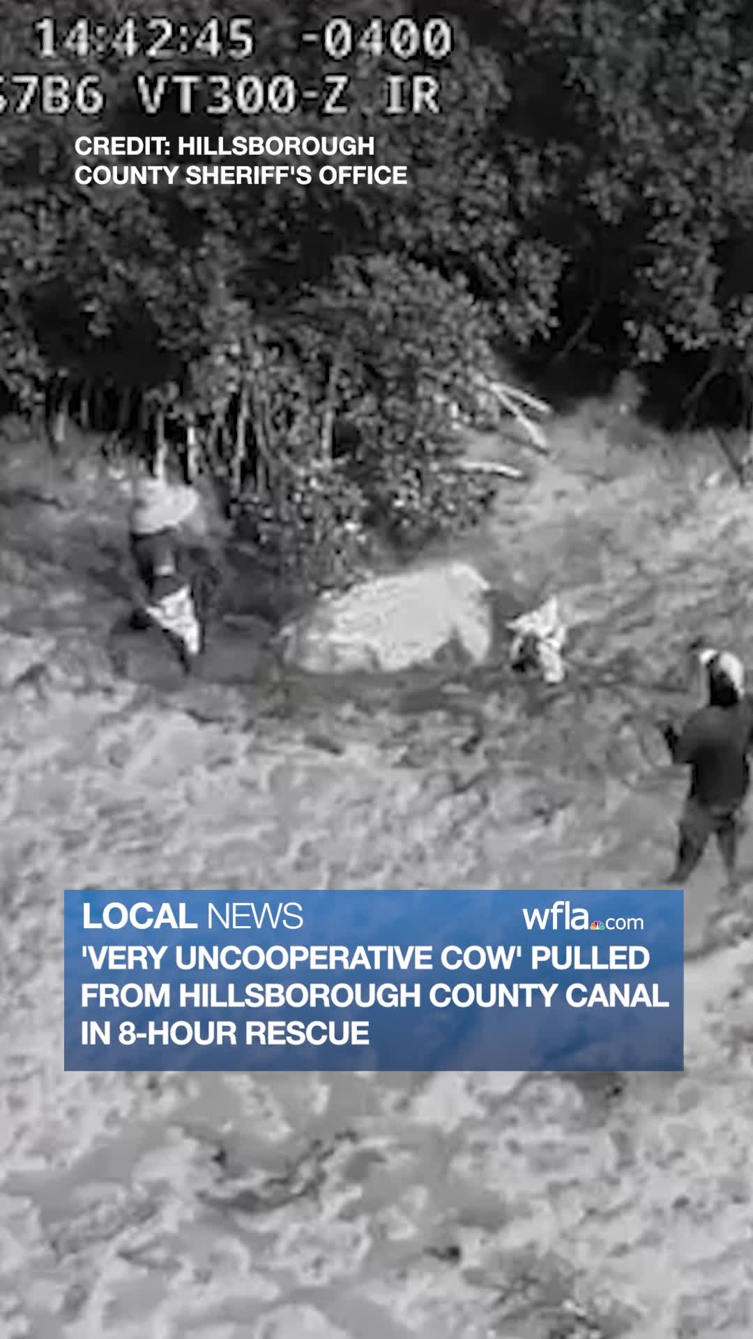 18-month-old cow pulled from Hillsborough County canal in 8-hour rescue