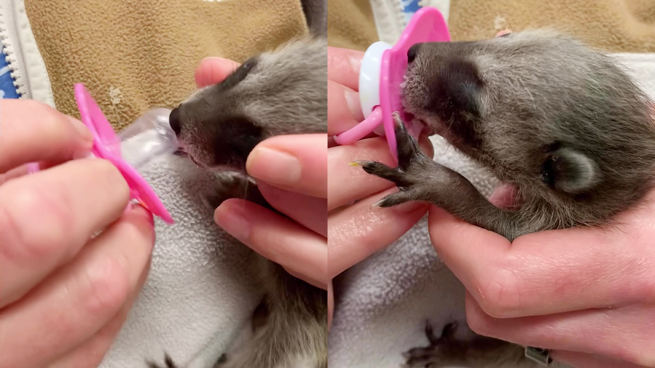 Heartwarming rescue: Baby raccoon finds comfort with pacifier