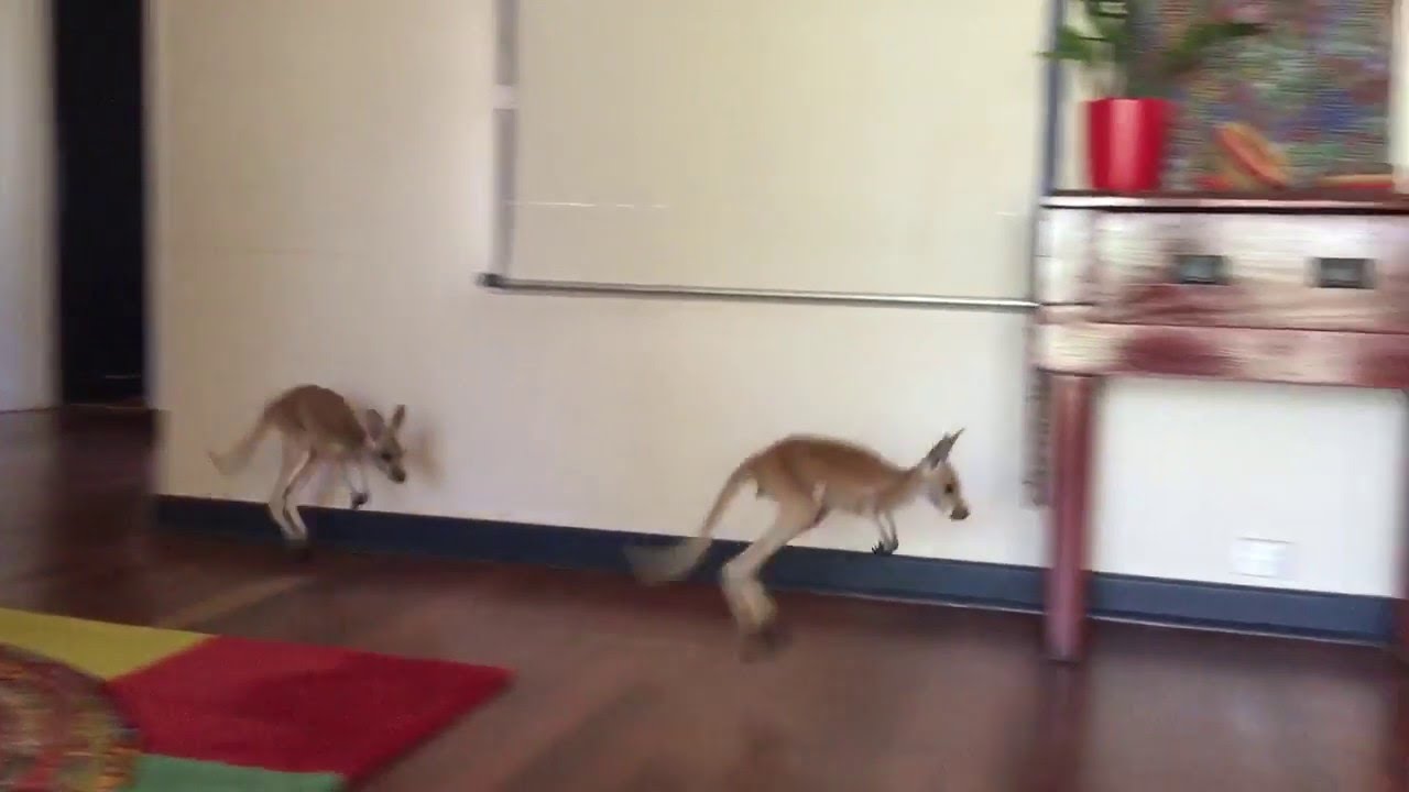 Adorable game of follow the leader caught on camera