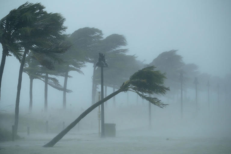 Trees bend in 2017 tropical storm winds along North Fort Lauderdale Beach Boulevard in Florida - Photo Credit: Getty