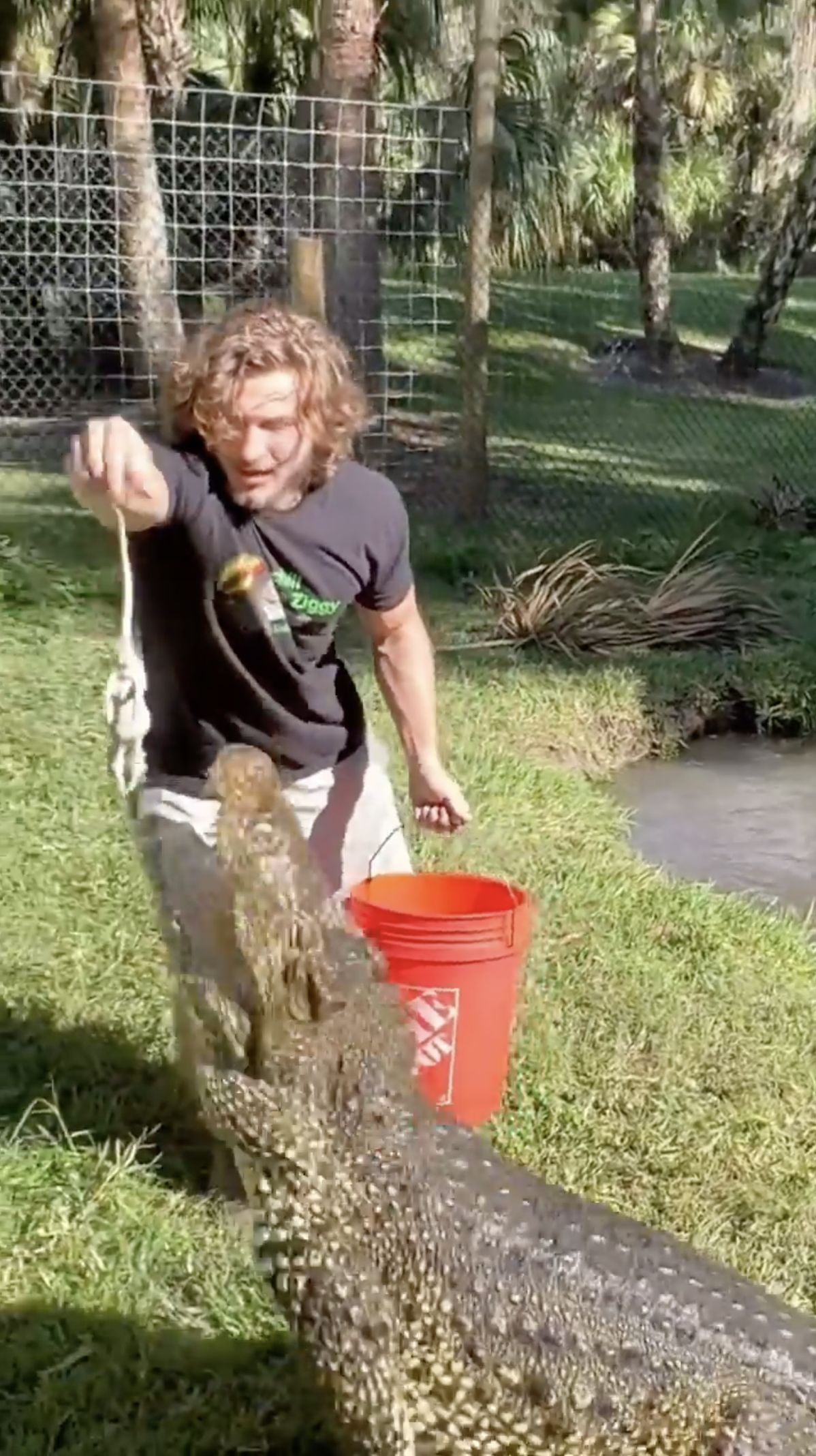 Crocodile performs a powerful death roll