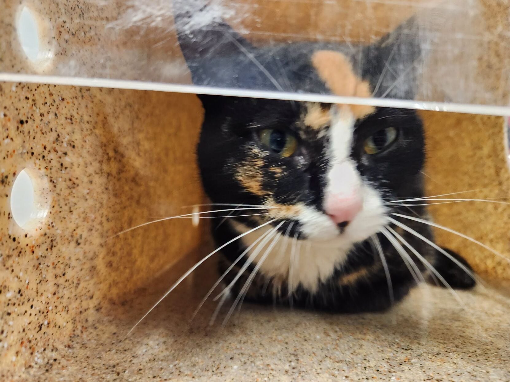 Police warn of rabid cat in Gainesville neighborhood
