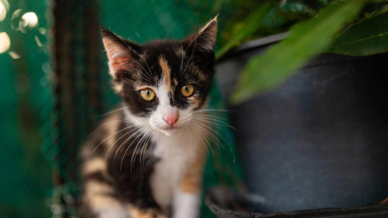Sweet shelter kitten with feline leukemia virus 'doesn’t understand why ...