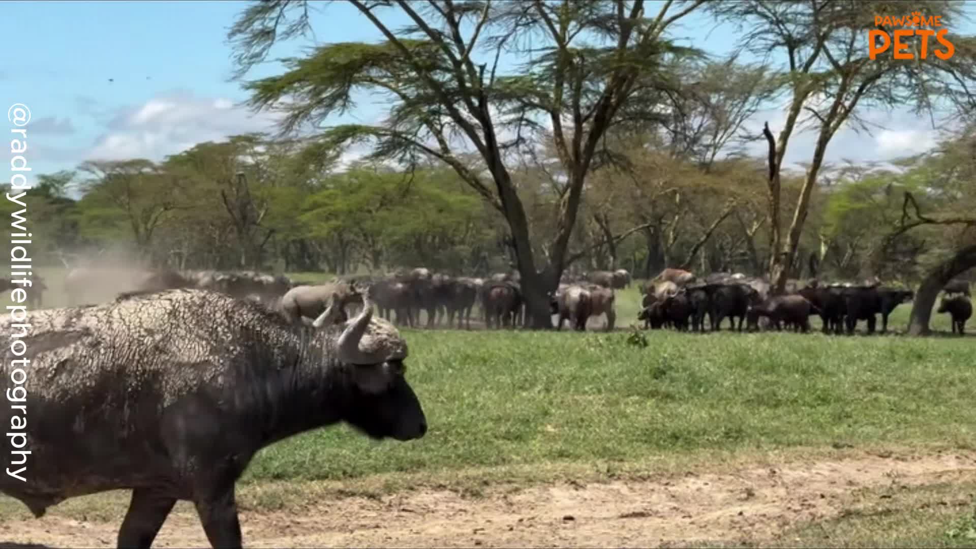 Mischievous baby rhino gets up to trouble in front of its mother