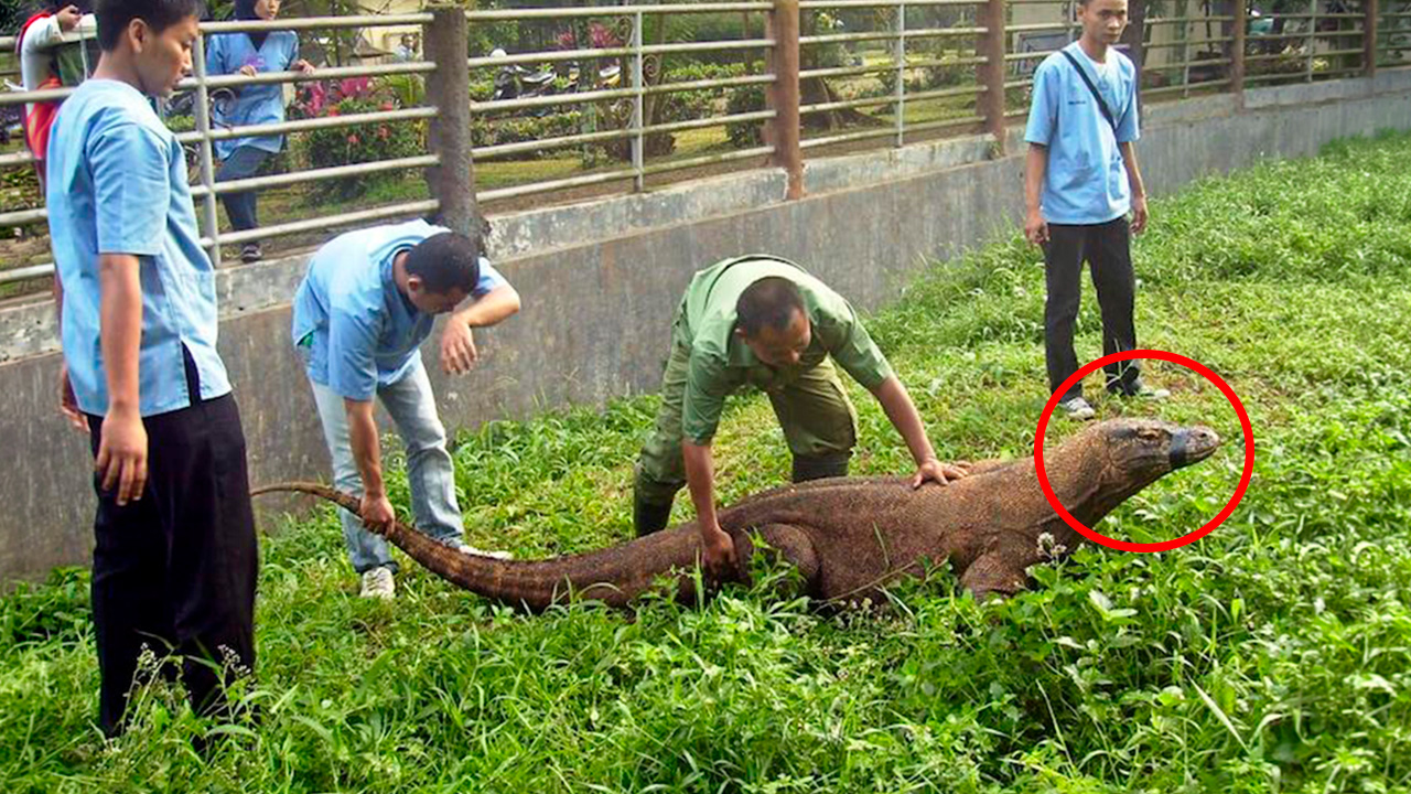 The Komodo dragon attacks that shocked the world