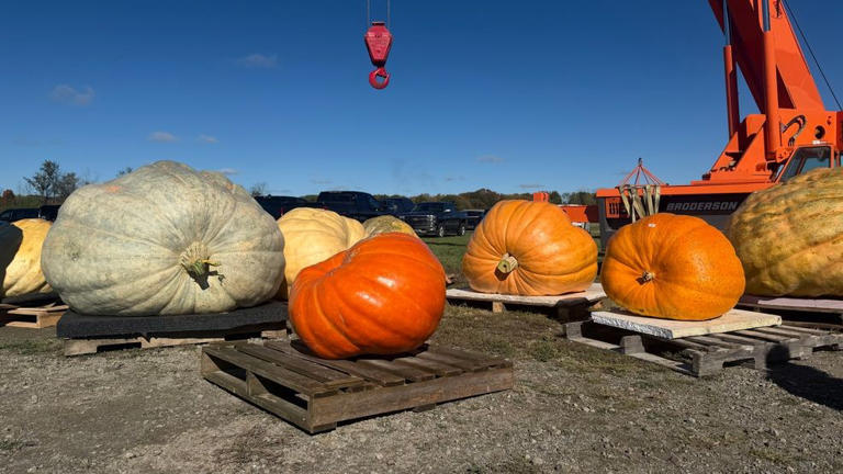 Mount Morris hosts giant pumpkin contest and trunk-or-treat