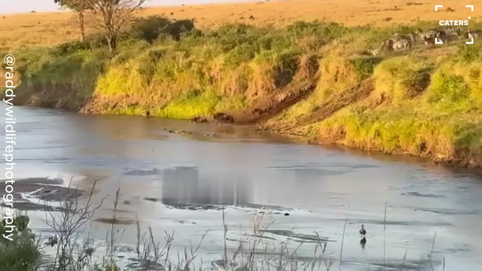 Wildebeest race across river to escape deadly danger