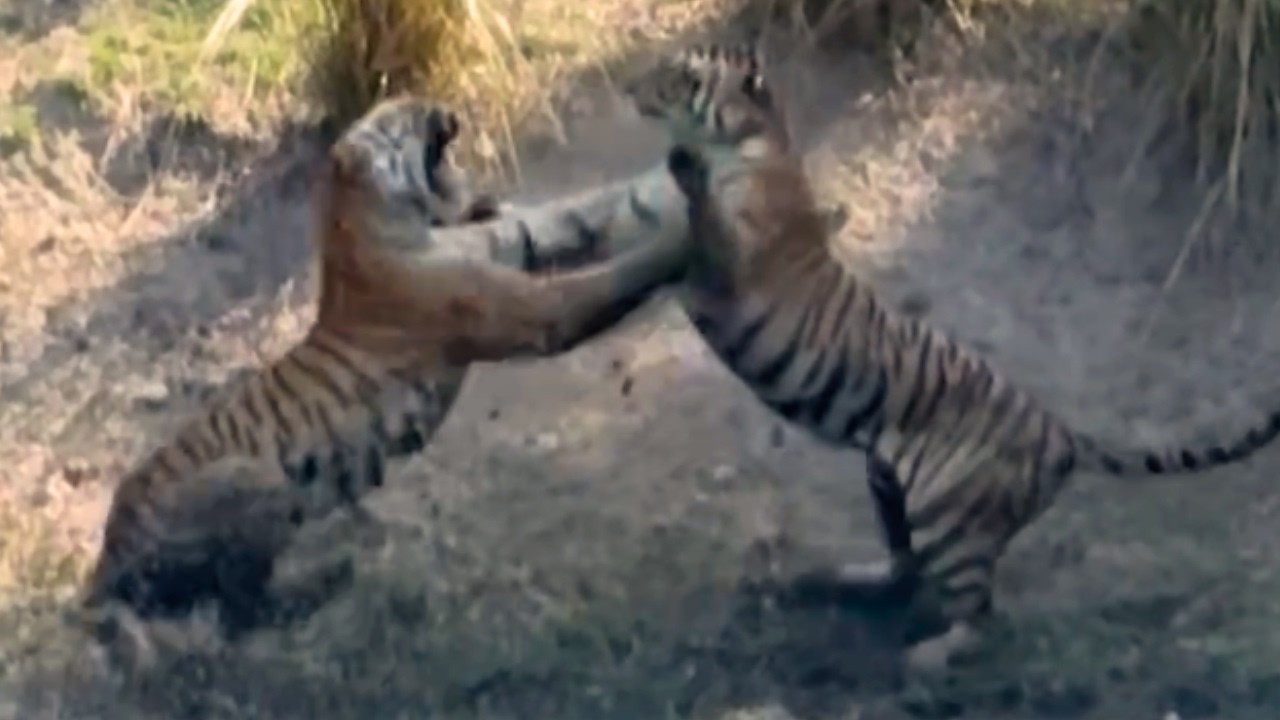 I couldn’t blink: tiger standoff