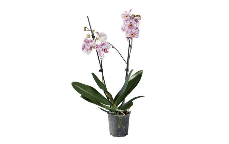 La preciosa planta de Lidl que adornará tu escritorio: cuesta menos de ...