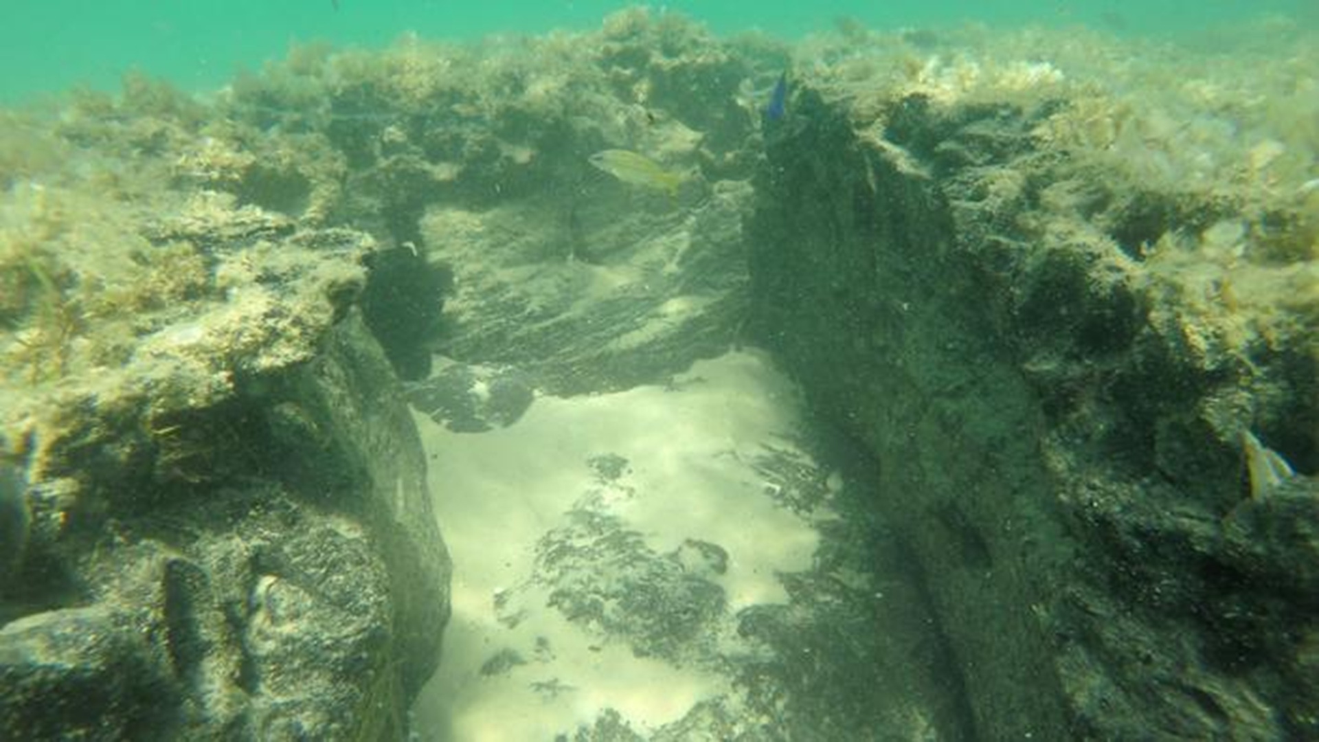 Drowned 5,000-year-old forests off Mozambique now shelter reef fish, no ...
