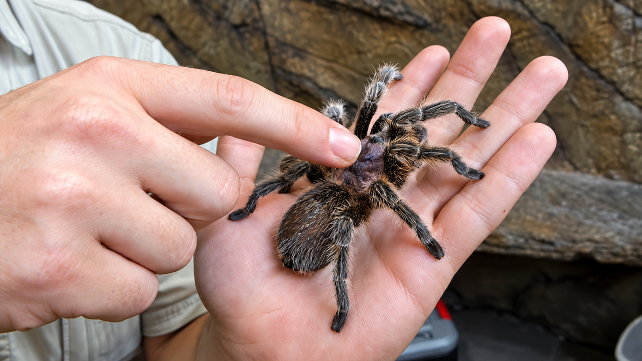 This tarantula looks scary but is surprisingly gentle