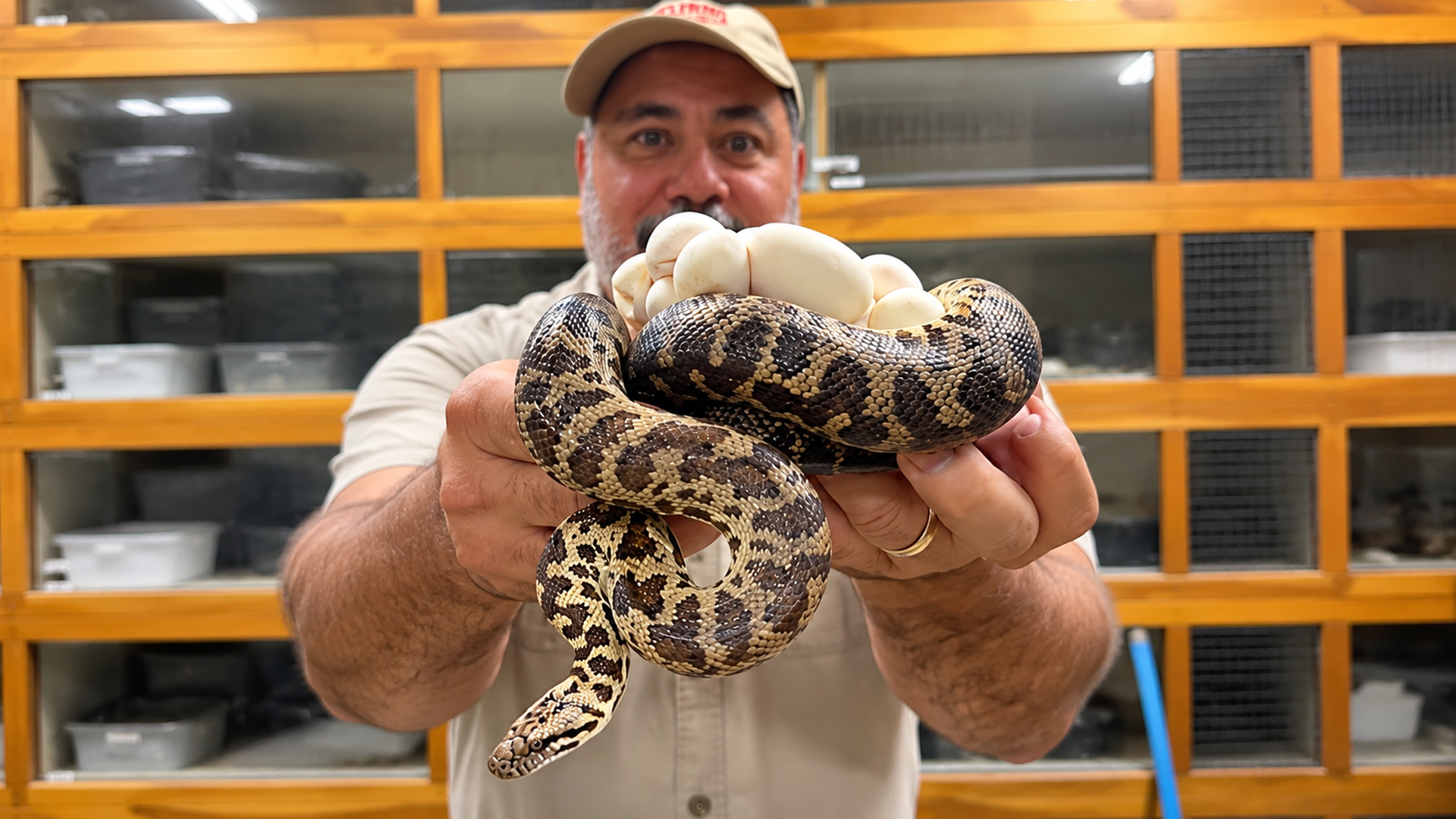 This tiny mother python has a lot of eggs to protect