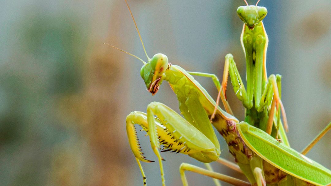 Top 5 animals that die after mating