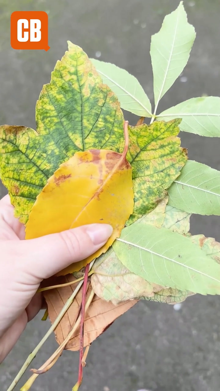 Create beautiful autumn decor with real leaves