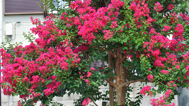 14 gorgeous small tree varieties to instantly elevate your curb appeal