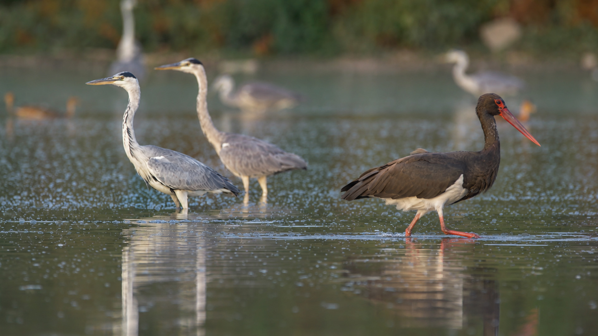One shallow pool brought a black stork and several grey herons together