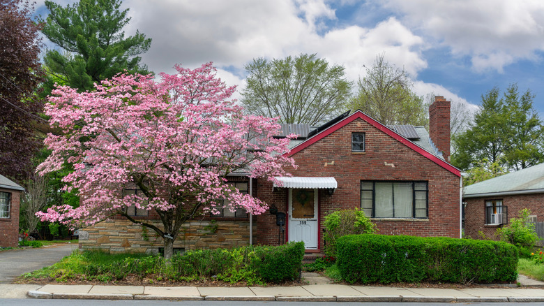 14 gorgeous small tree varieties to instantly elevate your curb appeal
