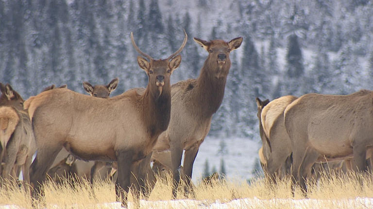 Saskatchewan hunting community shocked about end to chronic wasting ...