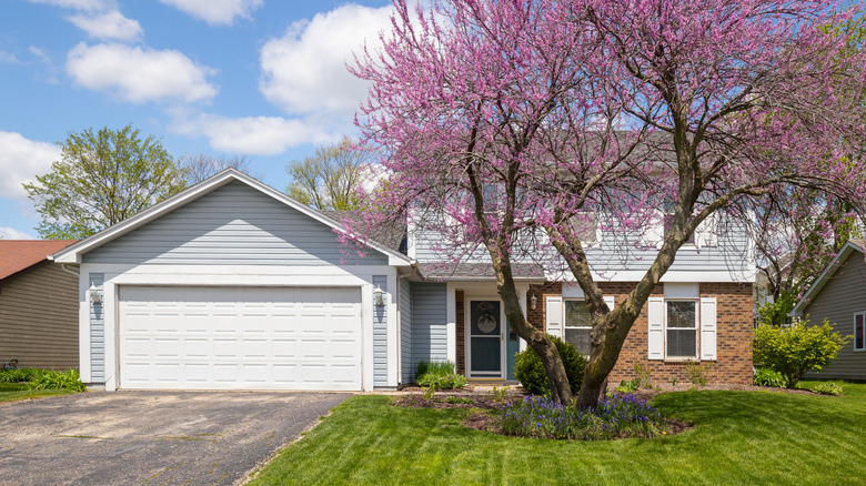 14 gorgeous small tree varieties to instantly elevate your curb appeal
