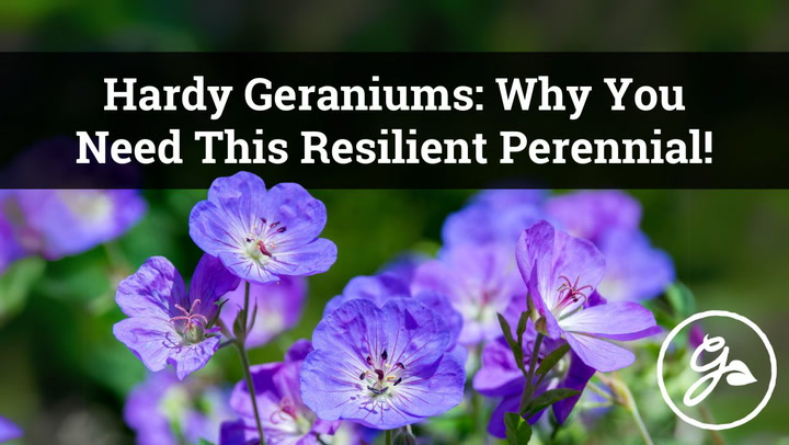 Hardy geraniums - why you need these perennials