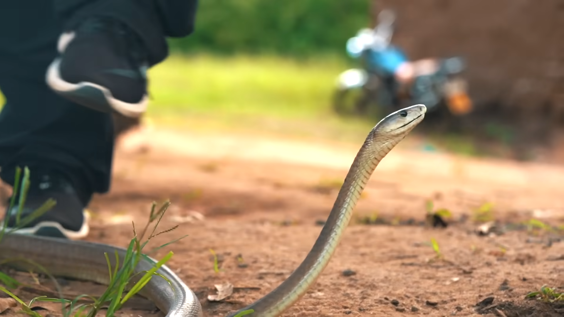 One of the deadliest snakes on Earth was crawling beside him - then he ...